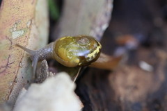 Helicarion cuvieri