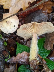 Collybiopsis peronata