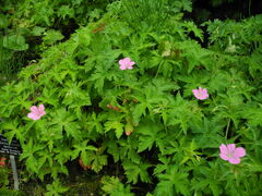 Geranium endressii