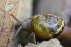 Helicarion cuvieri