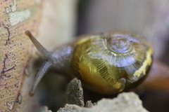 Helicarion cuvieri