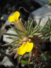 Ajuga chamaepitys chia
