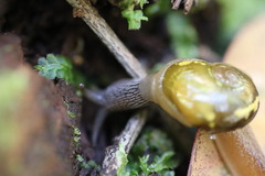 Helicarion cuvieri