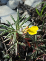 Ajuga chamaepitys chia
