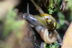 Helicarion cuvieri