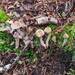Cortinarius acutoproximus - Photo (c) Alex Hood, some rights reserved (CC BY-NC), uploaded by Alex Hood
