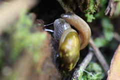 Helicarion cuvieri