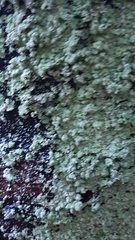 Lepraria finkii