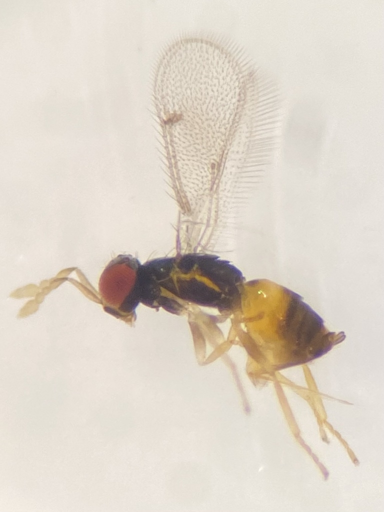 Ceranisus americensis