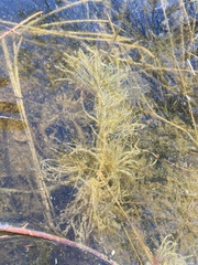 Ceratophyllum demersum