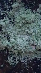 Lepraria finkii