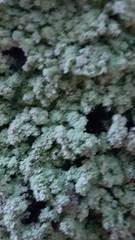 Lepraria finkii