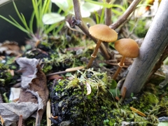 Conocybe filaris