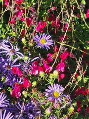 Symphyotrichum oblongifolium