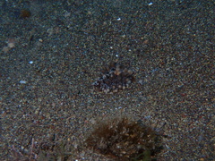 Pusula solandri
