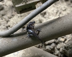 Aneides lugubris