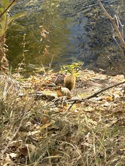 Sciurus niger rufiventer