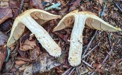 Cortinarius subtortus