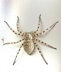 Eusparassus walckenaeri