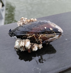 Mytilus edulis