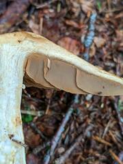 Cortinarius subtortus