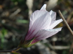 Linum tenuifolium