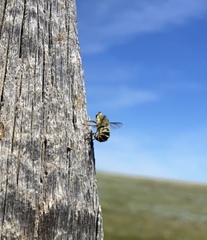 Trichopsidea clausa