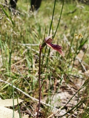 Calochilus