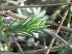 Linum tenuifolium