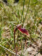 Calochilus