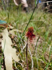Calochilus