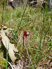 Calochilus