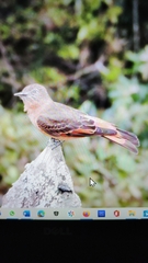 Hirundinea ferruginea