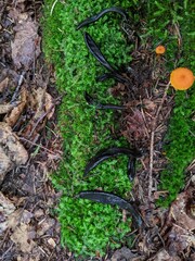 Geoglossum difforme