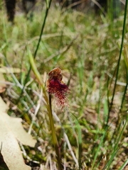 Calochilus