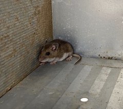 Peromyscus sonoriensis