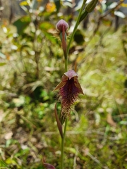Calochilus