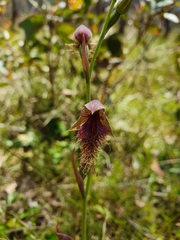 Calochilus