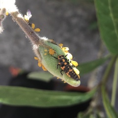 Cycloneda sanguinea