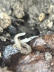 Enchytraeidae