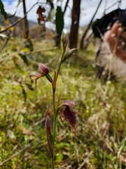 Calochilus