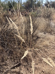 Enneapogon cenchroides