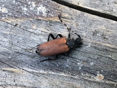 Stictoleptura canadensis