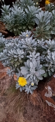 Euryops pectinatus
