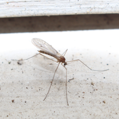Trichocera