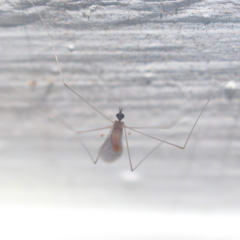 Trichocera