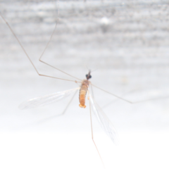 Trichocera