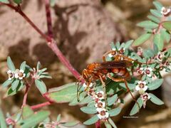 Tachypompilus unicolor