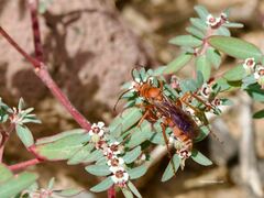 Tachypompilus unicolor