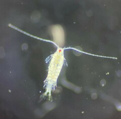Centropages furcatus